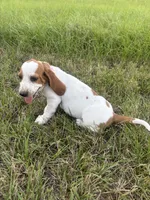 Pink , a female Basset Hound for sale in Grayson, LA – 4 of 5