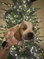 Blue, a male Basset Hound for sale in Grayson, LA – Photo 8 of 8