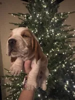 Blue, a male Basset Hound for sale in Grayson, LA – Photo 7 of 8