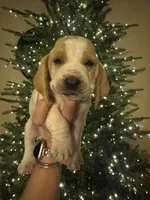 Black, a male Basset Hound for sale in Grayson, LA – Photo 8 of 8