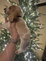 Black, a male Basset Hound for sale in Grayson, LA – Photo 6 of 8