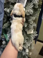 Black, a male Basset Hound for sale in Grayson, LA – Photo 2 of 8