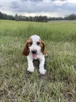 Pink , a female Basset Hound for sale in Grayson, LA – 2 of 5