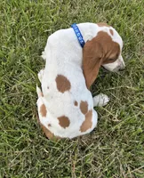 Blue- Female , a female Basset Hound for sale in Grayson, LA – 4 of 4