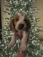 Pink, a female Basset Hound for sale in Grayson, LA – Photo 1 of 7