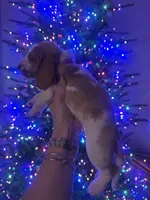 Pink, a female Basset Hound for sale in Grayson, LA – Photo 7 of 7