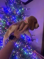 Pink, a female Basset Hound for sale in Grayson, LA – Photo 6 of 7