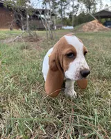 Yellow , a female Basset Hound for sale in Grayson, LA – 3 of 4