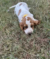 Yellow , a female Basset Hound for sale in Grayson, LA – 2 of 4
