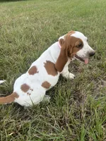 Pink , a female Basset Hound for sale in Grayson, LA – 5 of 5