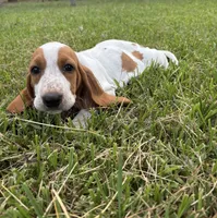 Blue- Female , a female Basset Hound for sale in Grayson, LA – 3 of 4