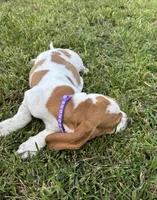 Purple , a female Basset Hound for sale in Grayson, LA – 2 of 2