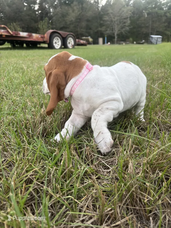 Pink  – Basset Hound puppy for sale in Grayson, LA