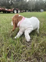 Pink , a female Basset Hound for sale in Grayson, LA – 1 of 5