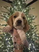 Orange, a female Basset Hound for sale in Grayson, LA – Photo 1 of 4