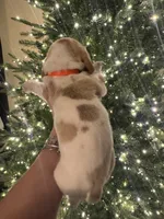 Orange, a female Basset Hound for sale in Grayson, LA – Photo 4 of 4