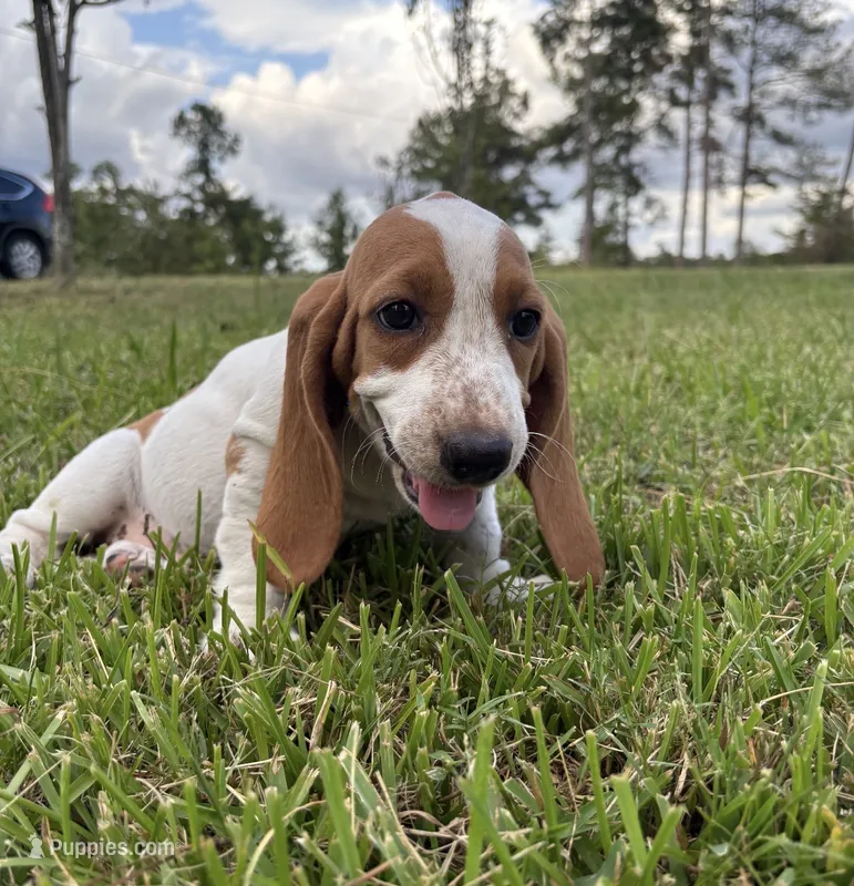 Blue- Female  – Basset Hound puppy for sale in Grayson, LA