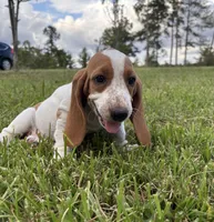 Blue- Female , a female Basset Hound for sale in Grayson, LA – 1 of 4