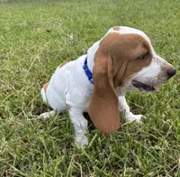 Blue- Female , a female Basset Hound for sale in Grayson, LA – 2 of 4