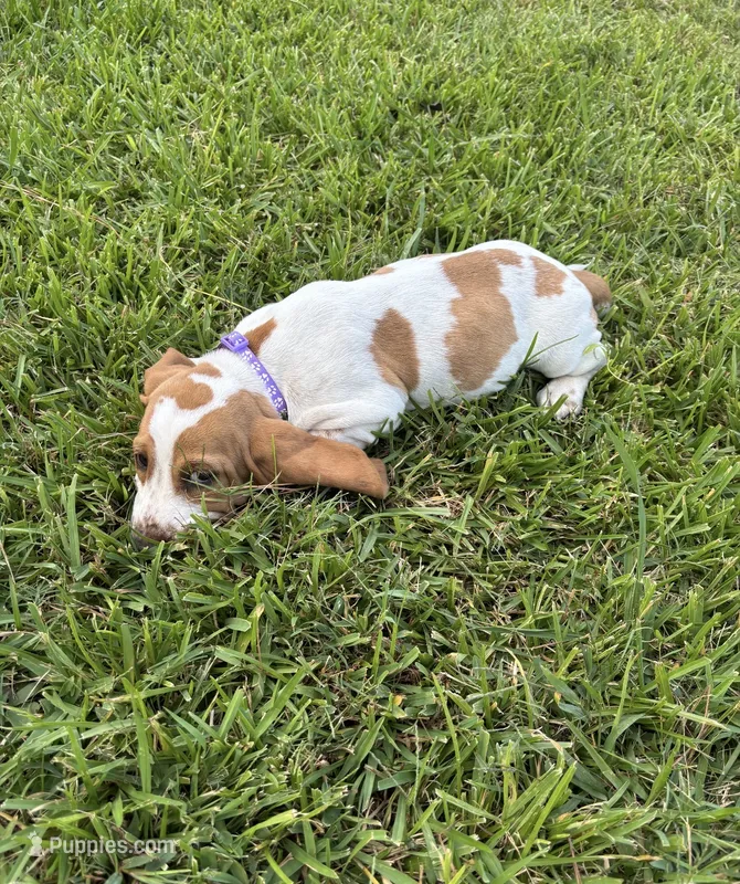 Purple  – Basset Hound puppy on hold in Grayson, LA