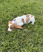 Purple , a female Basset Hound for sale in Grayson, LA – 1 of 2