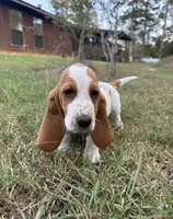 Yellow , a female Basset Hound for sale in Grayson, LA – 1 of 4