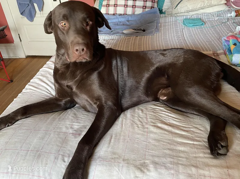 Rocky – Labrador Retriever puppy for sale in Momence, IL