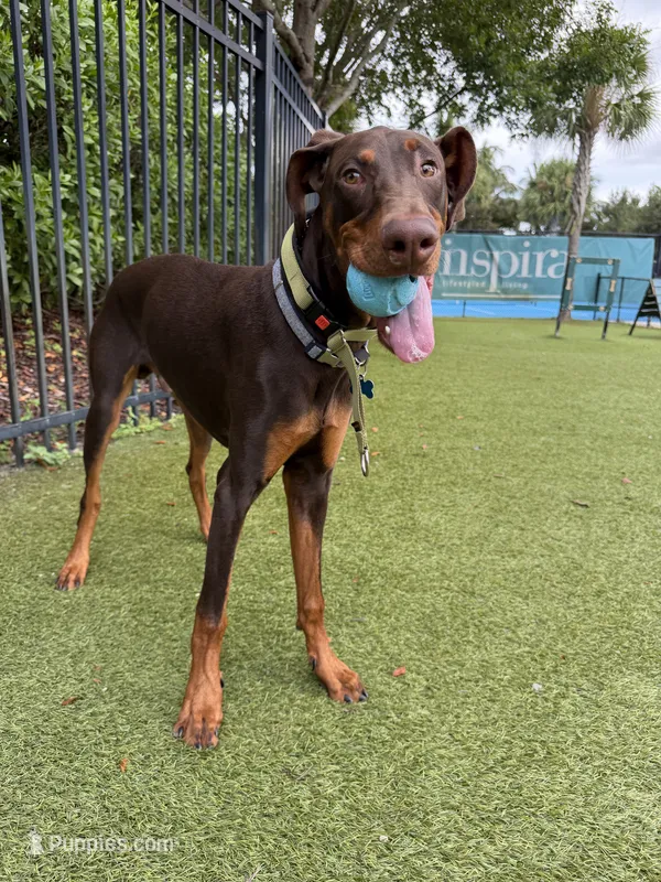 Ghost – Doberman Pinscher puppy for sale in Naples, FL