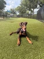 Ghost, a male Doberman Pinscher for sale in Naples, FL – 3 of 5