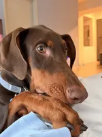 Ghost, a male Doberman Pinscher for sale in Naples, FL – 4 of 5