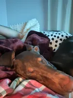 Ghost, a male Doberman Pinscher for sale in Naples, FL – 5 of 5