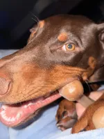 Ghost, a male Doberman Pinscher for sale in Naples, FL – 2 of 5