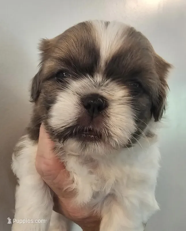 Shrek – Shih Tzu puppy for sale in Fort Mill, SC