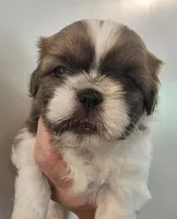 Shrek, a male Shih Tzu for sale in Fort Mill, SC – 1 of 4