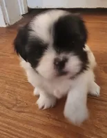 Sparkle, a female Shih Tzu for sale in Fort Mill, SC – 2 of 5