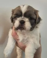 Shrek, a male Shih Tzu for sale in Fort Mill, SC – 4 of 4