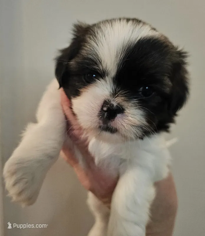 Sparkle – Shih Tzu puppy for sale in Fort Mill, SC