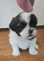 Sparkle, a female Shih Tzu for sale in Fort Mill, SC – 4 of 5