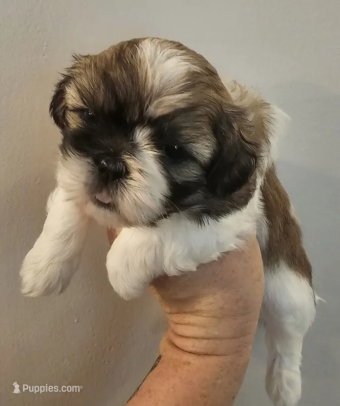 Sam – Shih Tzu puppy for sale in Fort Mill, SC