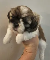 Sam, a male Shih Tzu for sale in Fort Mill, SC – 1 of 5