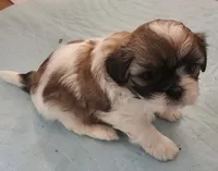 Sam, a male Shih Tzu for sale in Fort Mill, SC – 3 of 5