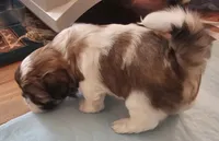 Sam, a male Shih Tzu for sale in Fort Mill, SC – 5 of 5