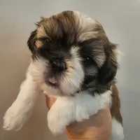 Sam, a male Shih Tzu for sale in Fort Mill, SC – 2 of 5