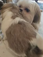Shrek, a male Shih Tzu for sale in Fort Mill, SC – 2 of 4