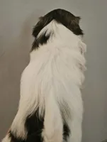 Sparkle, a female Shih Tzu for sale in Fort Mill, SC – 5 of 5