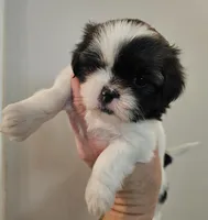 Sparkle, a female Shih Tzu for sale in Fort Mill, SC – 3 of 5