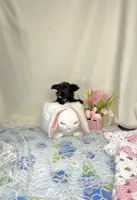 Frankie, a male Yorkipoo for sale in Fenton, MI – Photo 7 of 9