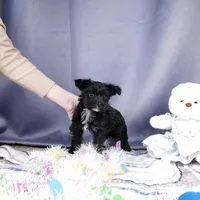 Frankie, a male Yorkipoo and Yorkshire Terrier for sale in Fenton, MI – Photo 1 of 7