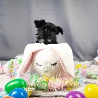 Frankie, a male Yorkipoo and Yorkshire Terrier for sale in Fenton, MI – Photo 7 of 7