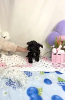 Frankie, a male Yorkipoo for sale in Fenton, MI – Photo 2 of 9